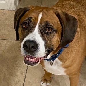 Meet your Posher, Louis